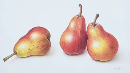 Rote Birnen